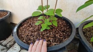 Как за сезон из кассеты  наросла гортензия Пинки промис ? Выращивание гортезий в горшках ?