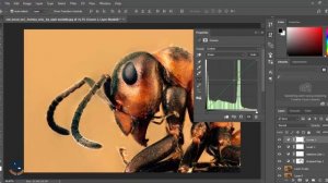 Photoshop Tutorial: How to process macro photography | Photoshop cc 2017