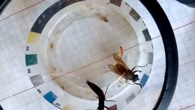 стафилин & шершень(начало) смотреть онлайн