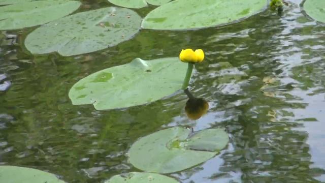 Nuphar lutea Ulpukka смотреть онлайн