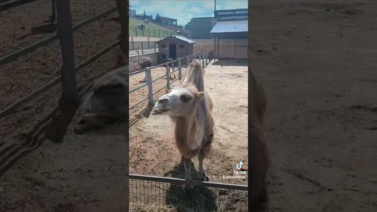 Camel in Kaluga, Russia #russia #kaluga #camel #zoo #animal #travel2023 #nature #верблюд #зоопарк смотреть онлайн