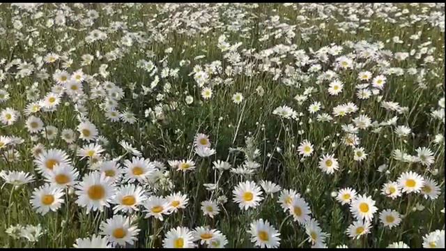 2 абв Ромашки видео футаж от А Н Тимотыш movie смотреть онлайн