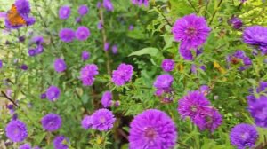 Астра осенняя многолетняя