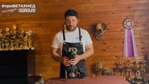 Купирование ушей. Плюсы и минусы // #приВЕТАХМЕД