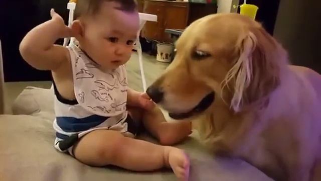 Золотистый ретривер смотреть онлайн