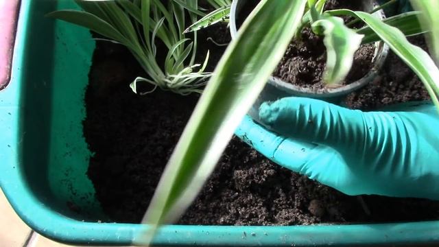 Замечательные и полезные растения хлорофитум и традесканция! Как легко размножить!? смотреть онлайн