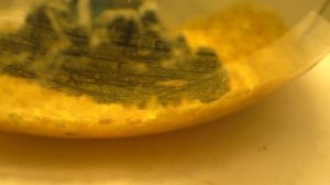 ?Нотобранхиус гюнтера в новом аквариуме или продолжение про рыбок с EBAY!