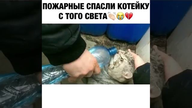 Спасаем кота от гибели