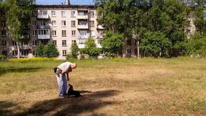 Дрессировка таксы Гавра. Команды Вперед и Ко мне