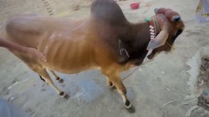 Cow ko nehla deya 😳 || cow ny Ali ko lat mar Di 🥺 || cow full khorat ho gai hy ||