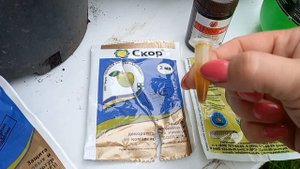 🥀❗️Срочно!Спасаем розы от мучнистой росы!#розы #розызаболели #цветывсаду