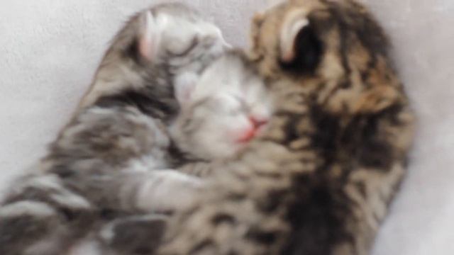 Новорожденные котята