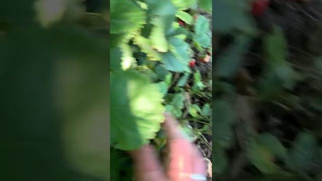 Клубника Машенька не ремонтантная смотреть онлайн