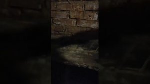 Как избавиться от грибка и плесени в погребе
