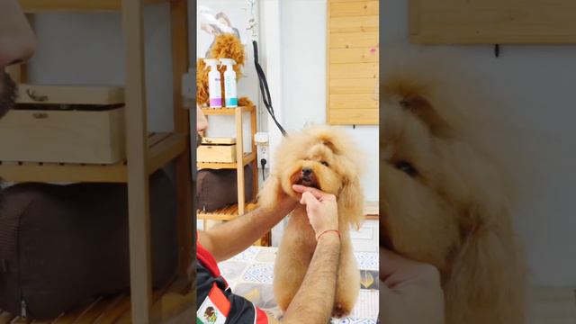 Cómo cortar el pelo a un perro para hacer uina donut bonito con tijeras de peluquería canina