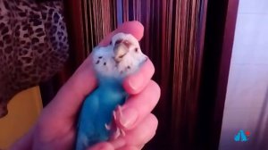 Как правильно держать попугайчиков в руках