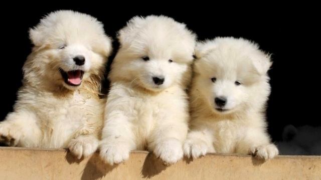 «Отдам за 500, породистым вырастет!»: девушка в шутку купила у бабушки на рынке щенка, но когда тот смотреть онлайн