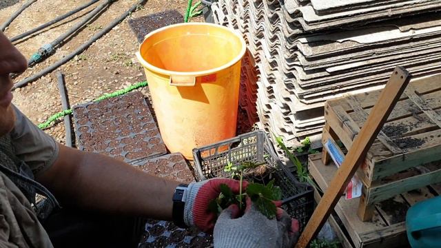 Мои помощники. Алиса и компания. смотреть онлайн