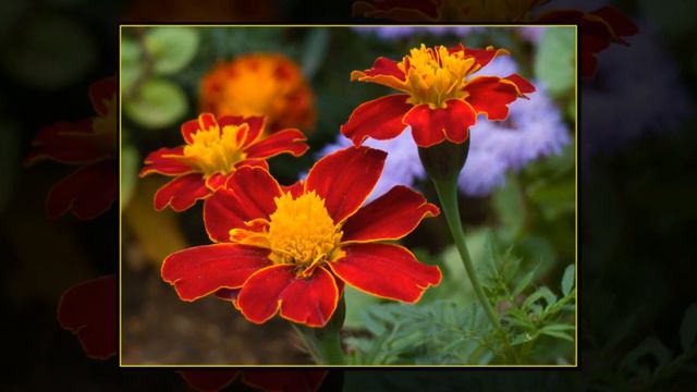 Самая красивая смотреть онлайн