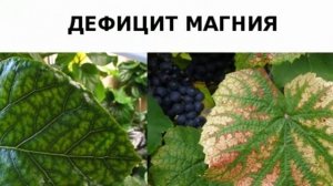 Чего не хватает растению? Как определить избыток или нехватку элементов в почве?
