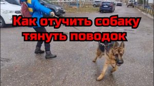 Как отучить собаку тянуть поводок. кинолог Алексей Саламатин