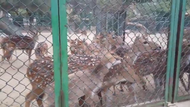 DATING with ANIMALS@KUWAIT ZOO | Buhay OFW in Kuwait02 | Feb.14.2019 смотреть онлайн