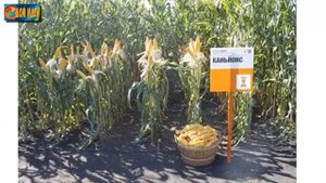 Садим кукурузу / Все о кукурузе