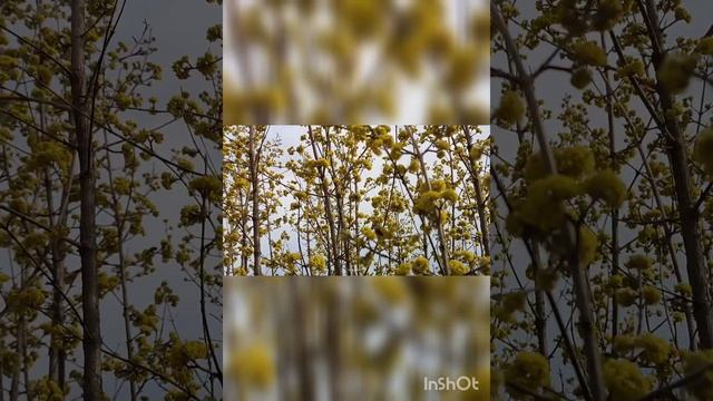 Весенние,цветущее дерево
