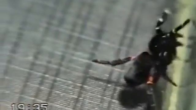 Паук Eresus cinnaberinus (Eresus kollari, Eresus niger) смотреть онлайн