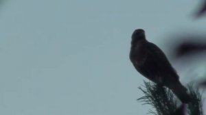 Охота на косулю в засидке.