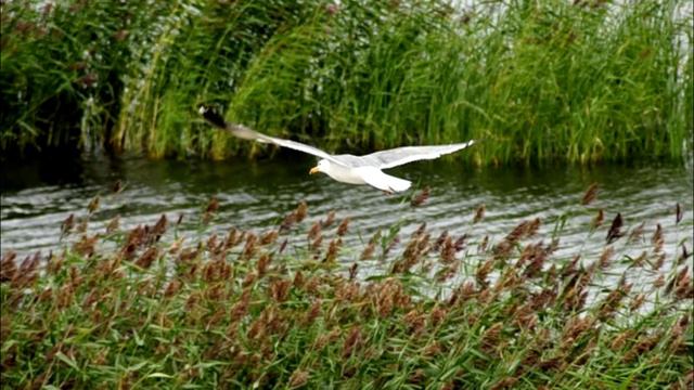 Особо охраняемые места Лещук Евгений 9а класс смотреть онлайн