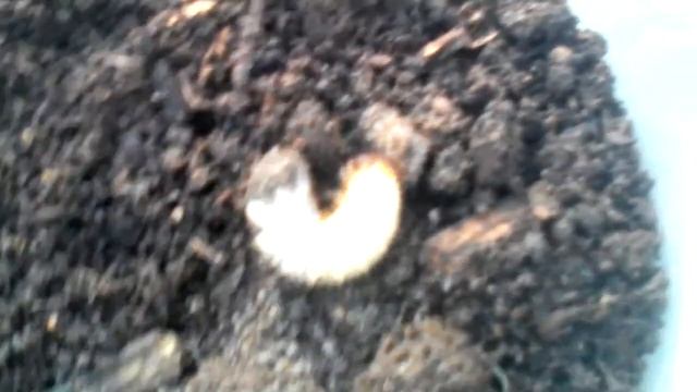 Так выглядят лечинки майского жука. смотреть онлайн