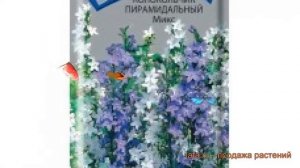 Колокольчик обыкновенный Пирамидальный Микс ? обзор: как сажать, семена колокольчика