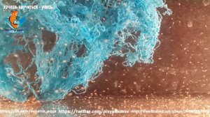 разведение лялиуса, Colisa,