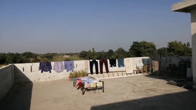 How To Grow And Care Red Globe Grape vine.Fertilizer Tips and tricks.Seed Grown Red Globe Grape vin смотреть онлайн