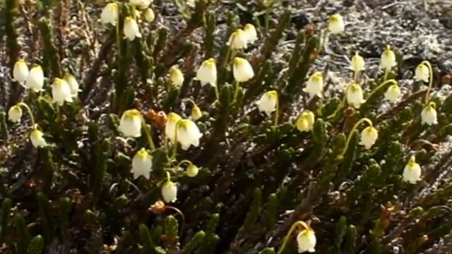 "Плато Путорана 2010" смотреть онлайн