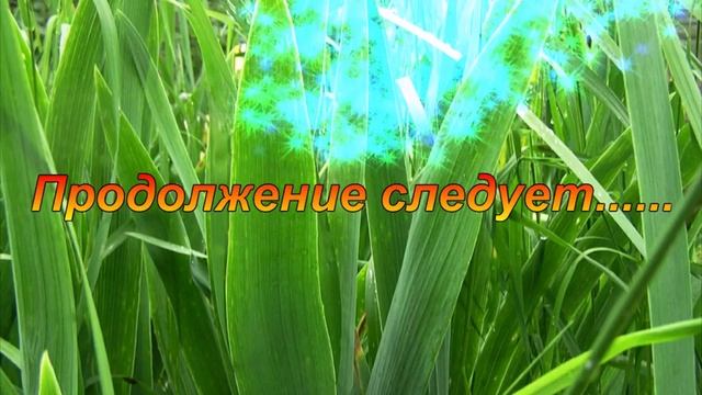 Коллекция ирисов, новые поступления.