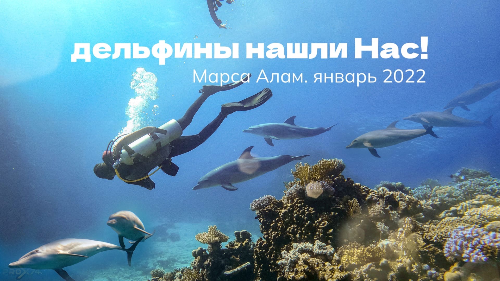 Встреча Дайверов с дельфинами в Красном море / Марса Алам / Om Halhala Команда ProX74