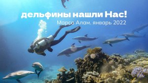 Встреча Дайверов с дельфинами в Красном море / Марса Алам / Om Halhala Команда ProX74