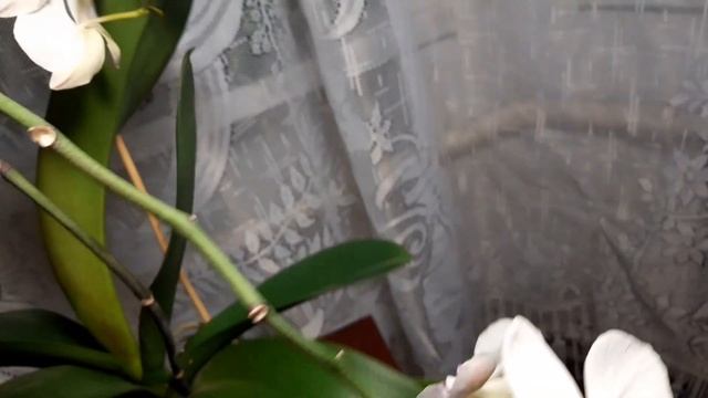 Орхидеи. Рекордсмены- цветуньи. Клеопатра, Африканский Закат . И куда пропадают мои комментарии? смотреть онлайн