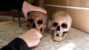 Отличительные особенности мужского и женского черепа