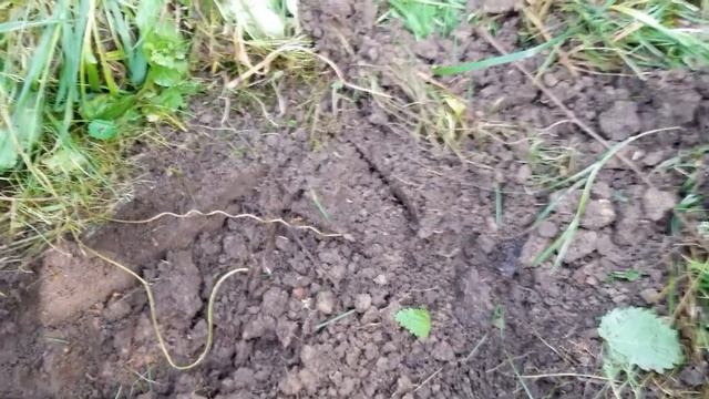 Малиновое дерево Таруса. Сажаем осенью