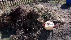 Пересадка клубники весной