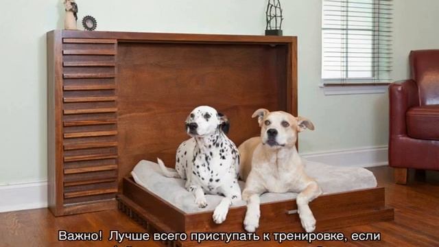 Как научить собаку команде «лежать» в домашних условиях смотреть онлайн