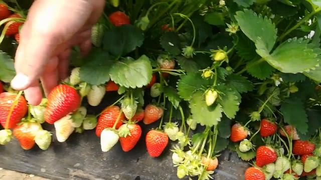 Клубника Альба смотреть онлайн