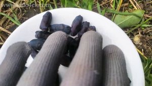 Жимолость съедобная. Бакчарские сорта жимолости. Обзор, дегустация +розыгрыш саженцев.