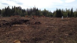 Феромоновые ловушки для короеда. Короед-типограф в Подмосковье 2014 год (1 серия)