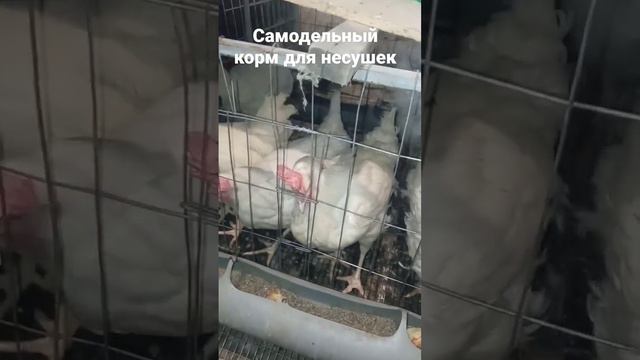 самодельный корм для кур несушек