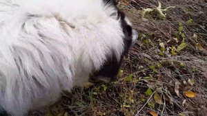 DogVlog. За грибами. 3000 подписчиков / Собака медведяка Московская сторожевая Булат