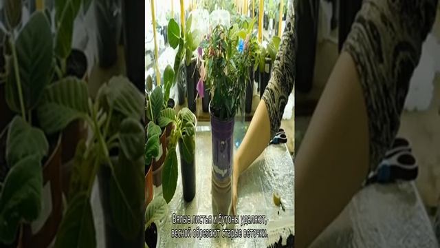 Почему у фуксии вянут и опадают листья